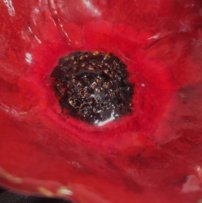 Mak záhradný keramický malý